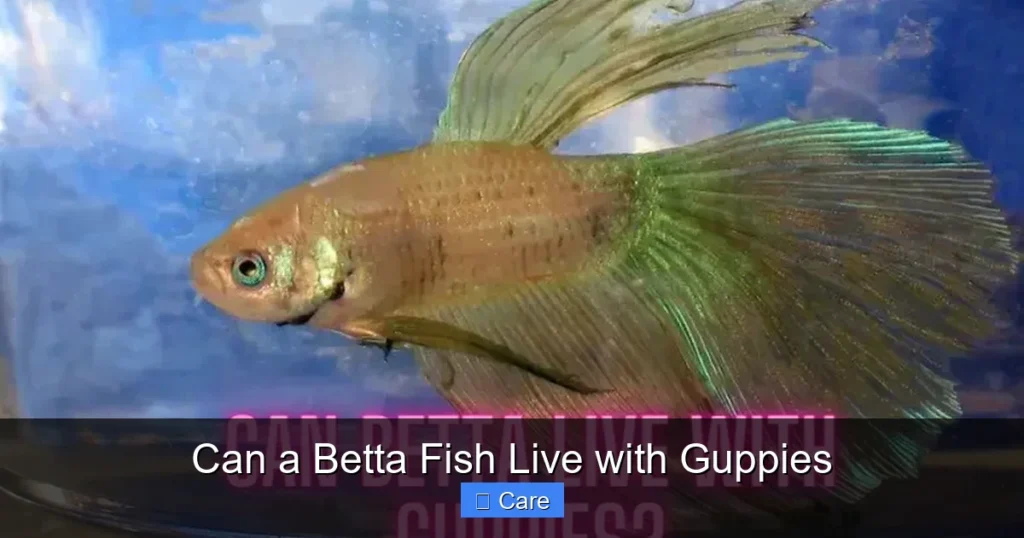 Can a Betta Fish Live with Guppies