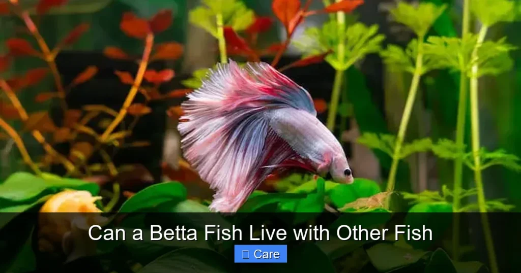 Can a Betta Fish Live with Other Fish