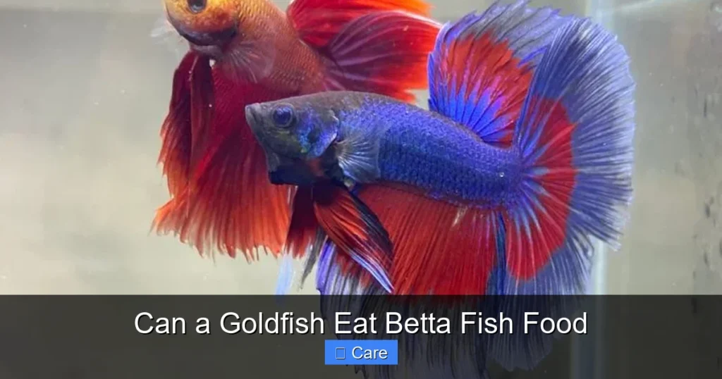 Can a Goldfish Eat Betta Fish Food