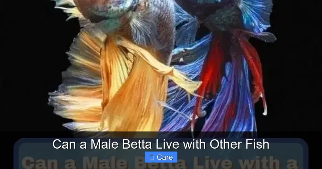 Can a Male Betta Live with Other Fish