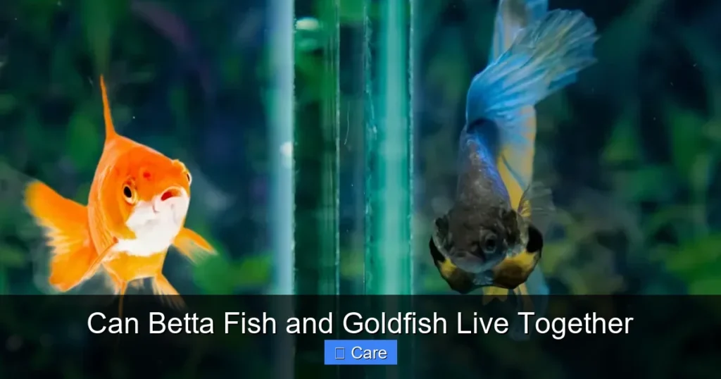 Can Betta Fish and Goldfish Live Together