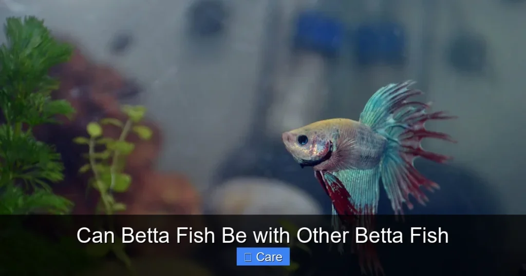Can Betta Fish Be with Other Betta Fish