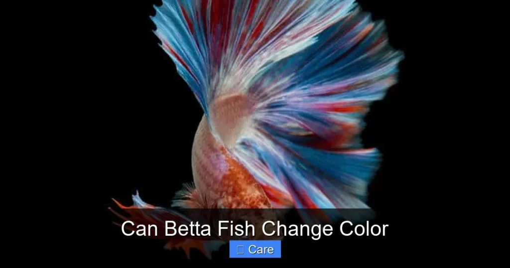 Can Betta Fish Change Color