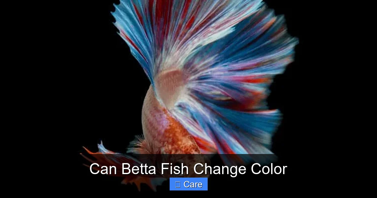 Can Betta Fish Change Color