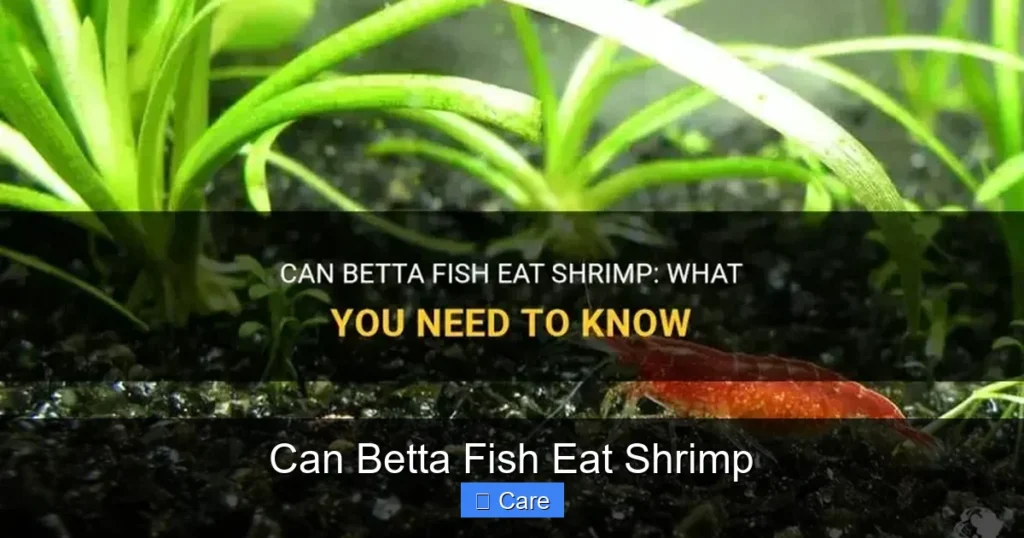 Can Betta Fish Eat Shrimp