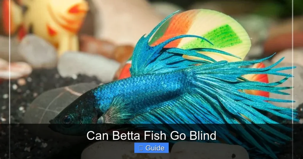 Can Betta Fish Go Blind