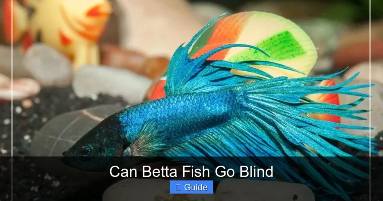 Can Betta Fish Go Blind