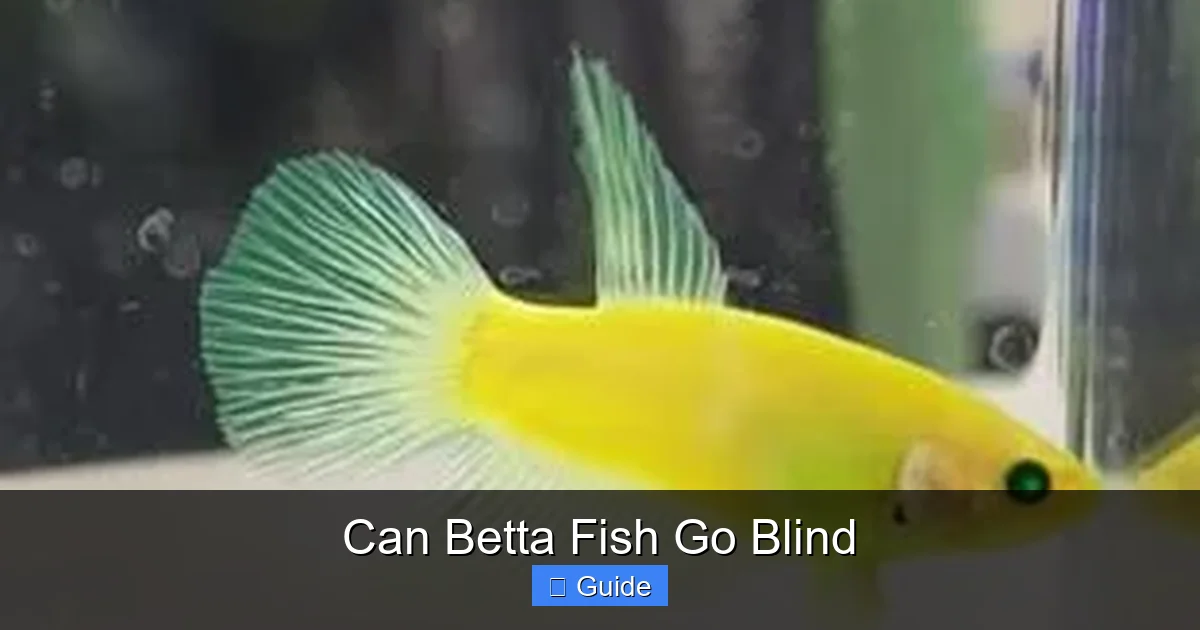 Can Betta Fish Go Blind