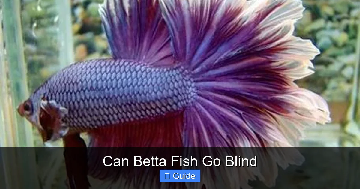 Can Betta Fish Go Blind