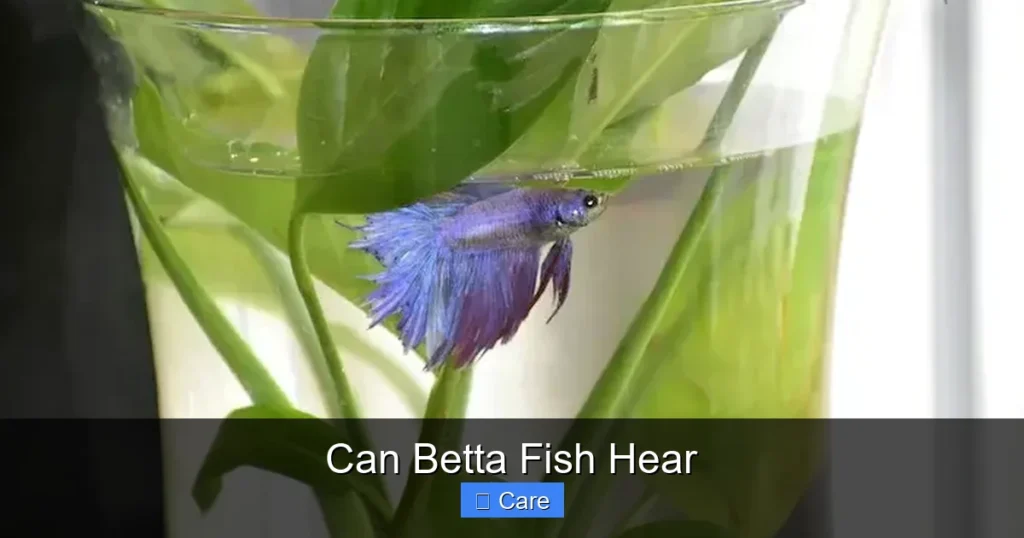 Can Betta Fish Hear