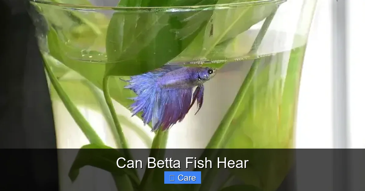 Can Betta Fish Hear