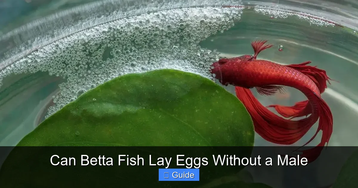 Can Betta Fish Lay Eggs Without a Male