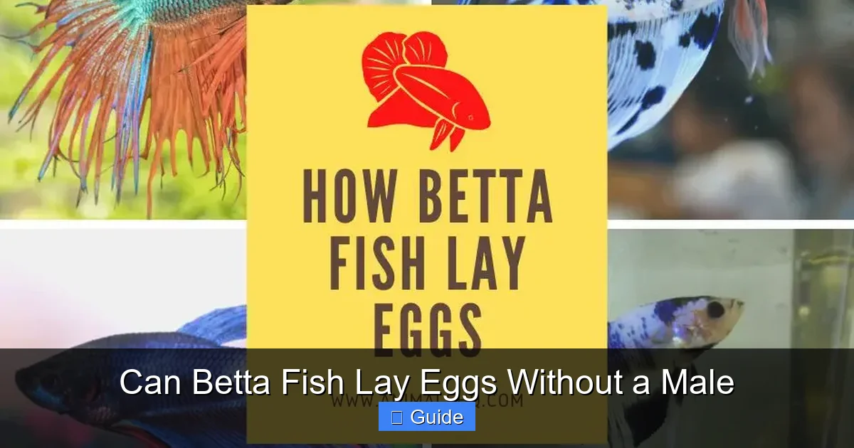 Can Betta Fish Lay Eggs Without a Male
