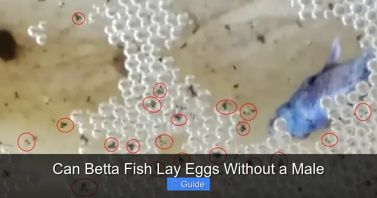 Can Betta Fish Lay Eggs Without a Male