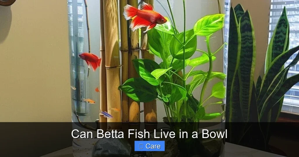 Can Betta Fish Live in a Bowl
