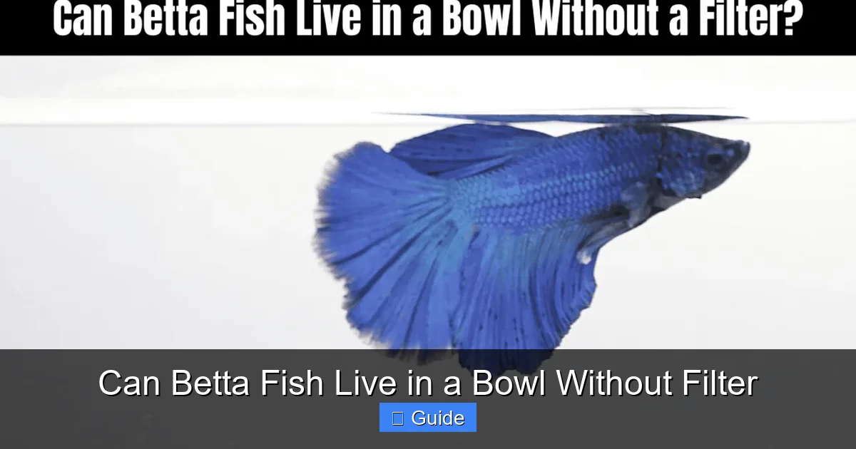 Can Betta Fish Live in a Bowl Without Filter