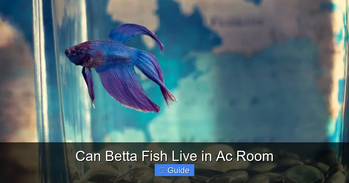 Can Betta Fish Live in Ac Room