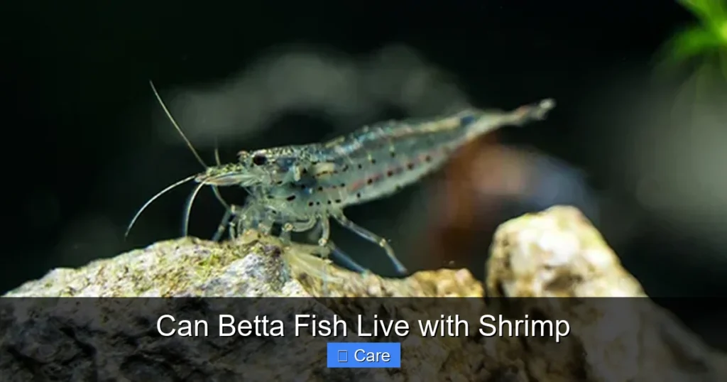Can Betta Fish Live with Shrimp