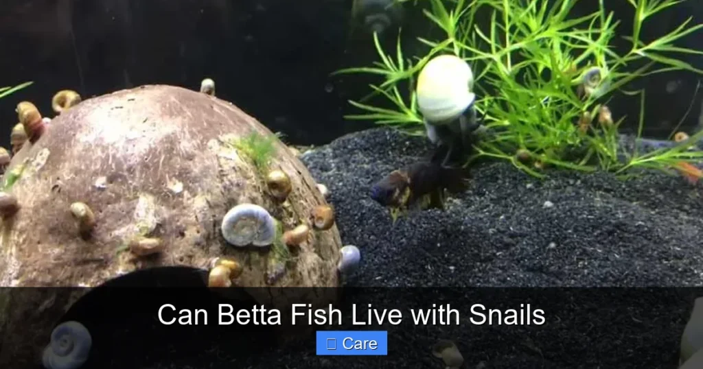 Can Betta Fish Live with Snails