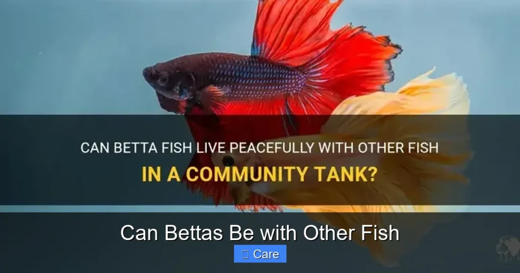 Can Bettas Be with Other Fish