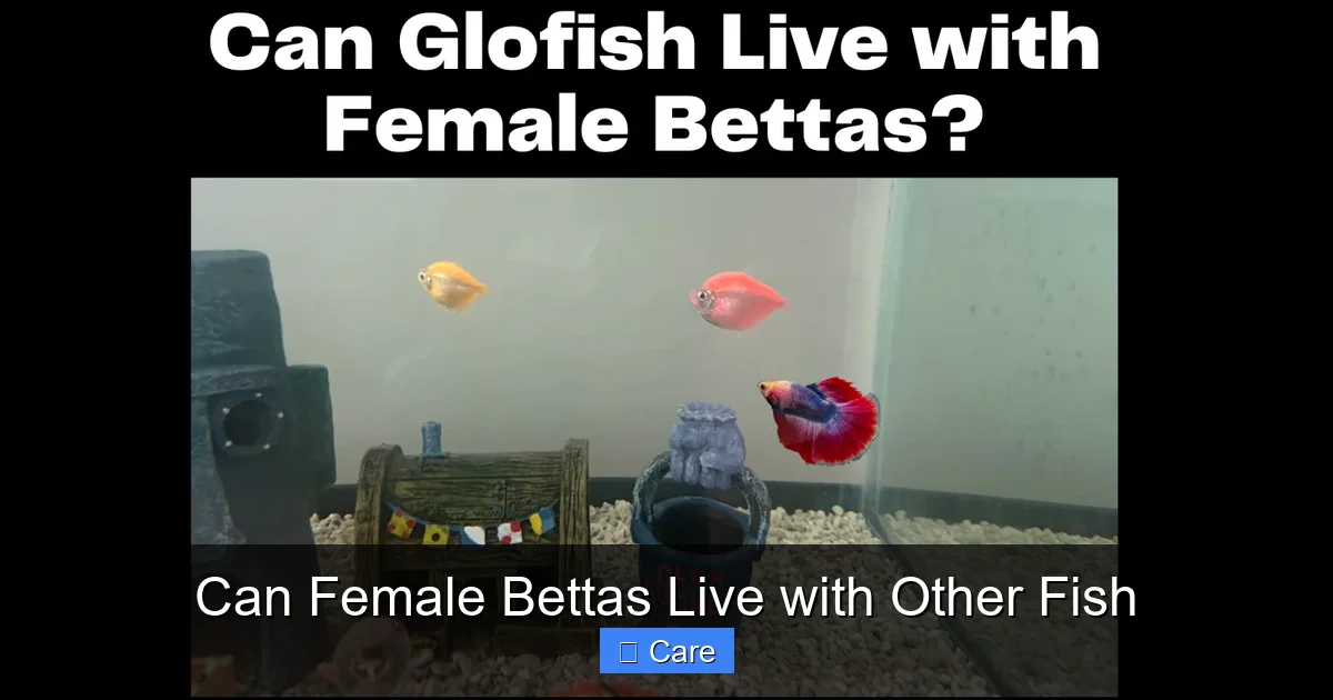 Can Female Bettas Live with Other Fish