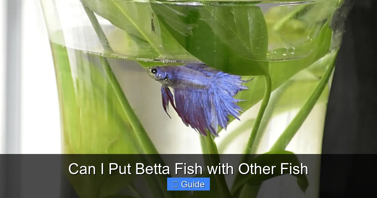 Can I Put Betta Fish with Other Fish
