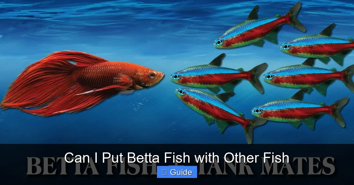 Can I Put Betta Fish with Other Fish