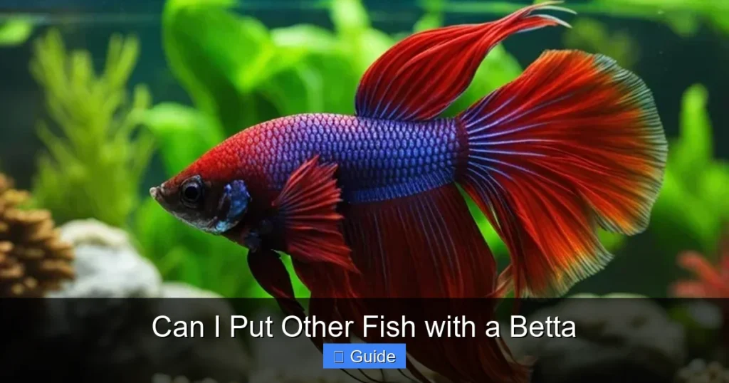 Can I Put Other Fish with a Betta