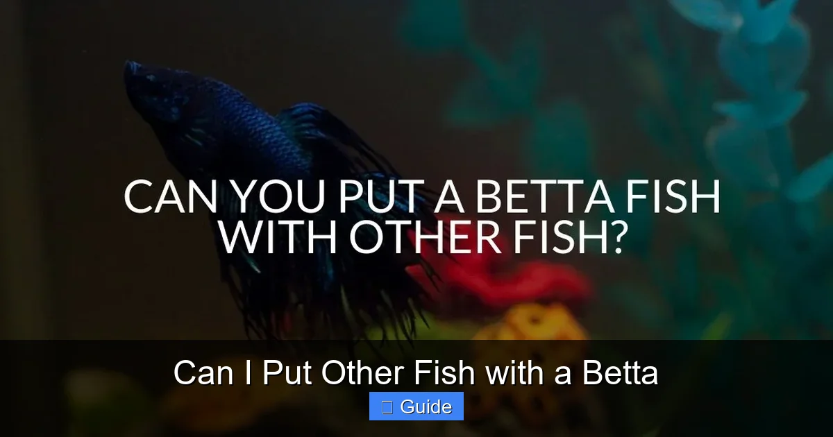 Can I Put Other Fish with a Betta