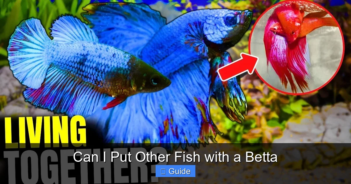 Can I Put Other Fish with a Betta