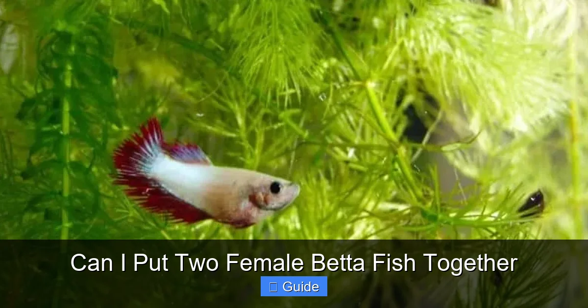 Can I Put Two Female Betta Fish Together