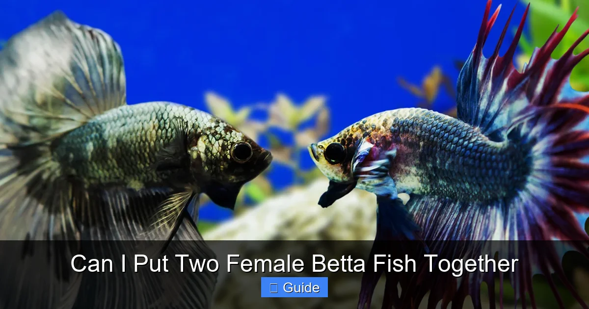 Can I Put Two Female Betta Fish Together