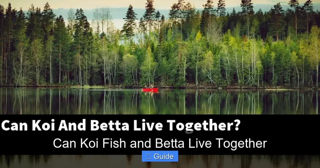 Can Koi Fish and Betta Live Together