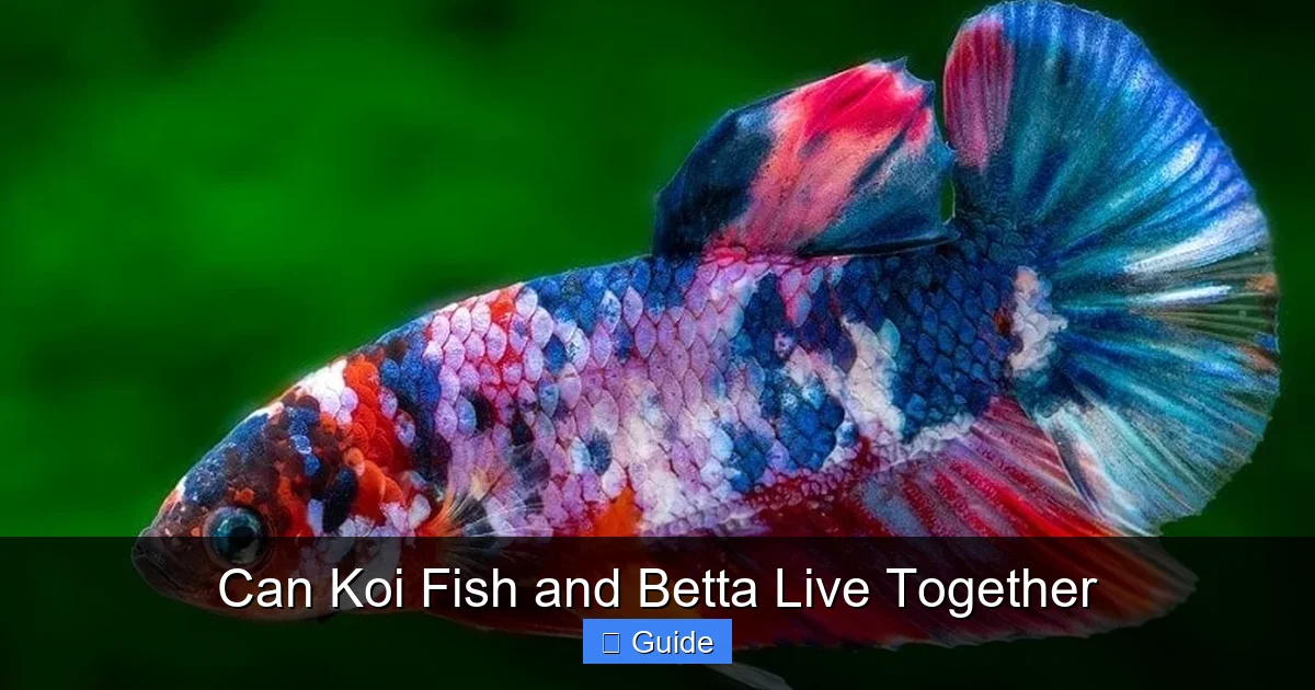 Can Koi Fish and Betta Live Together