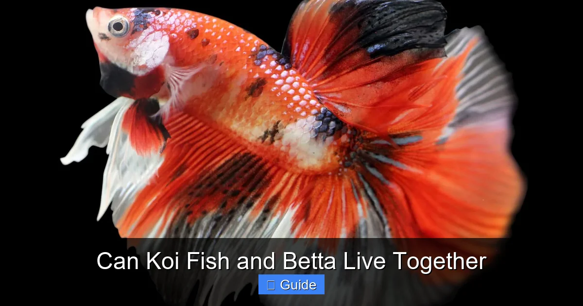 Can Koi Fish and Betta Live Together