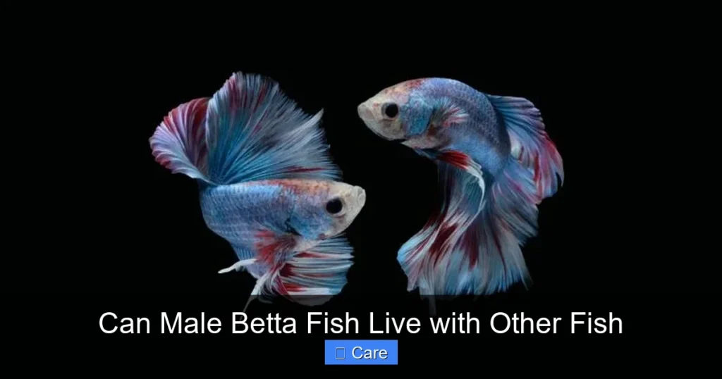 Can Male Betta Fish Live with Other Fish