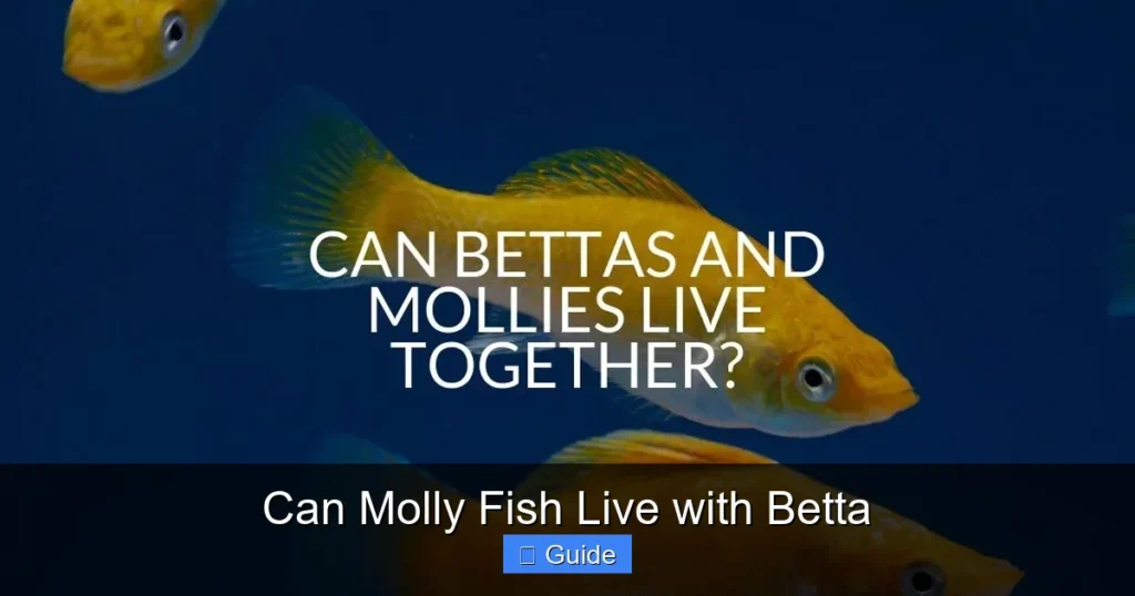 Can Molly Fish Live with Betta