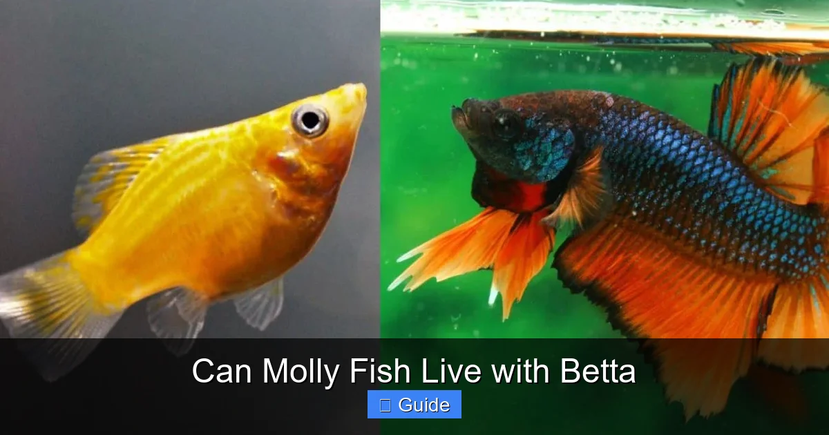 Can Molly Fish Live with Betta