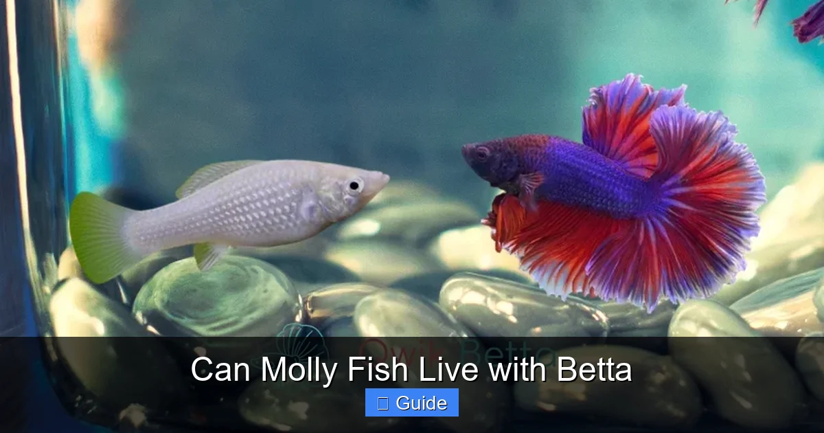 Can Molly Fish Live with Betta