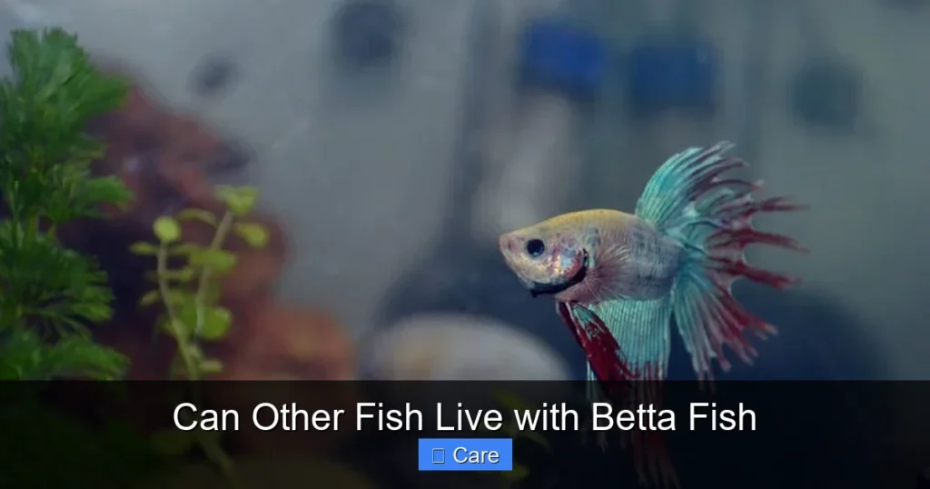 Can Other Fish Live with Betta Fish
