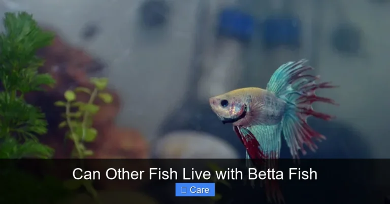 Can Other Fish Live with Betta Fish