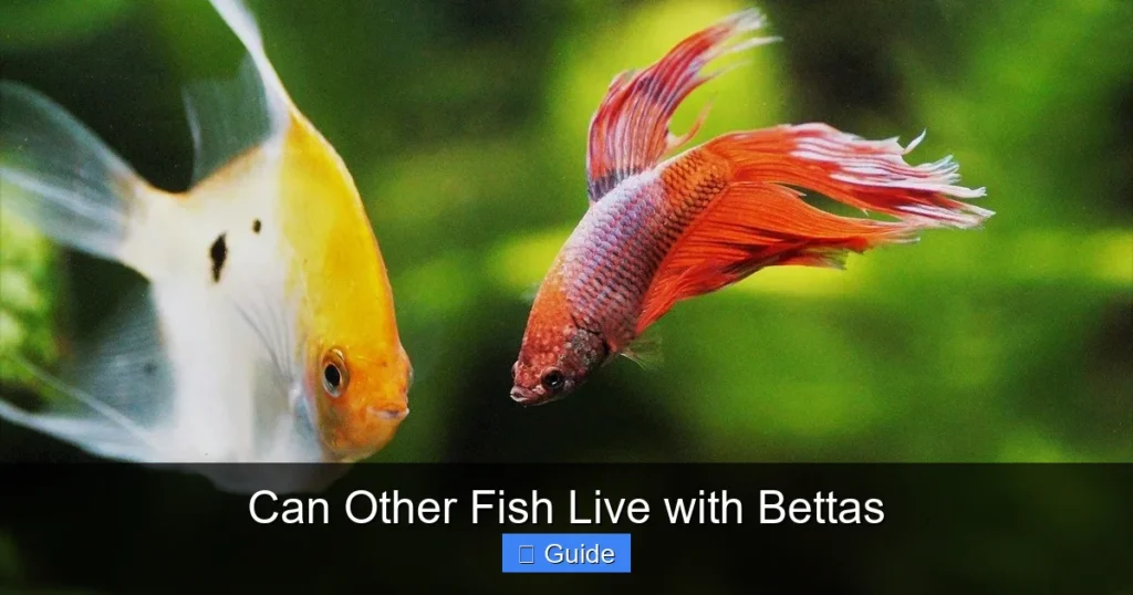 Can Other Fish Live with Bettas