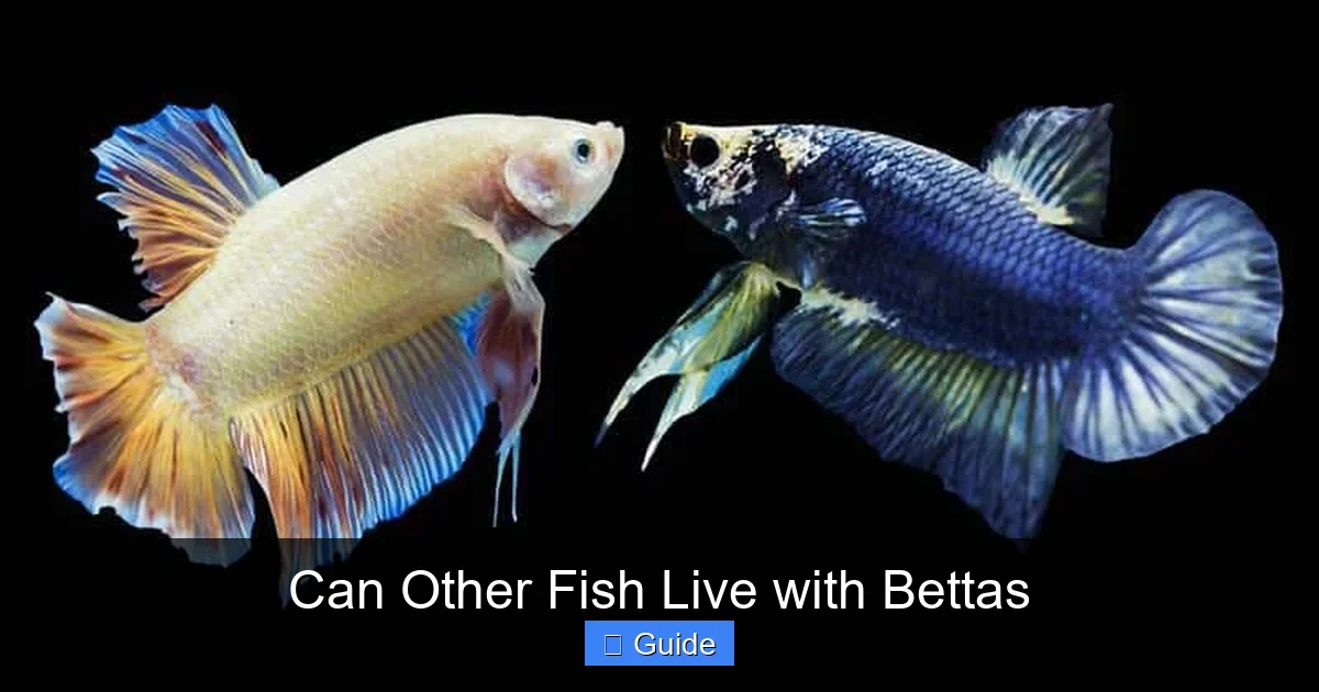Can Other Fish Live with Bettas