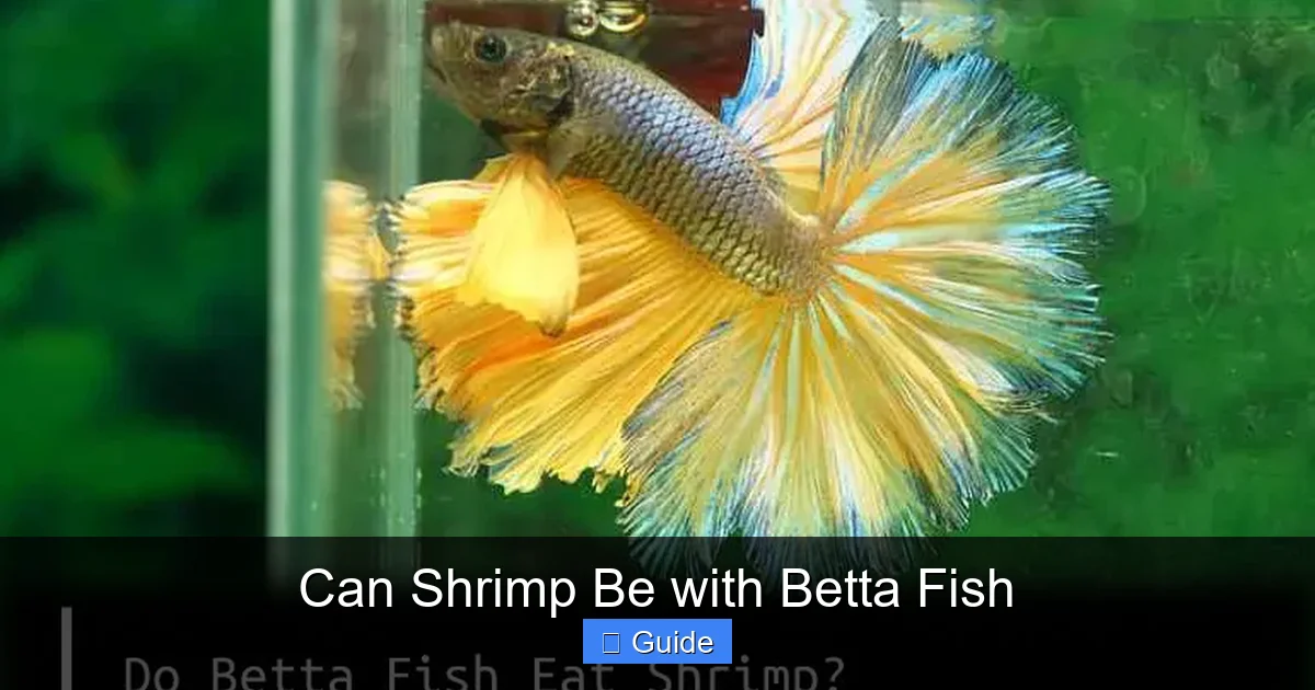Can Shrimp Be with Betta Fish