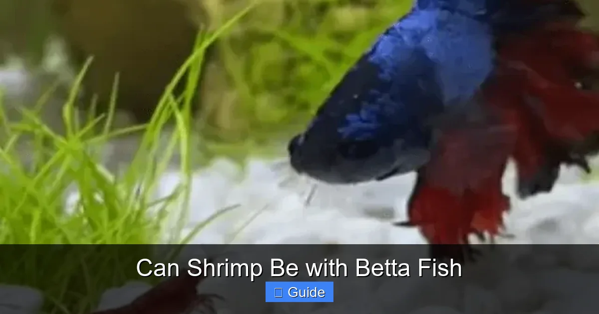 Can Shrimp Be with Betta Fish