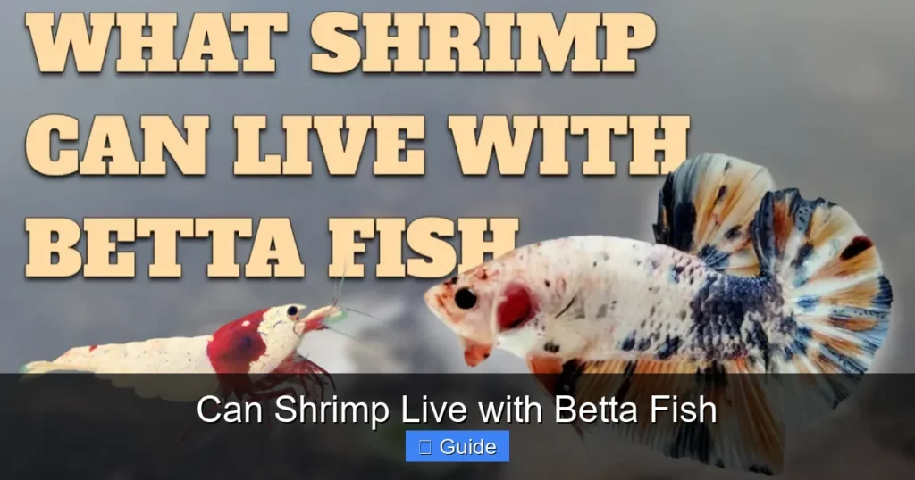 Can Shrimp Live with Betta Fish