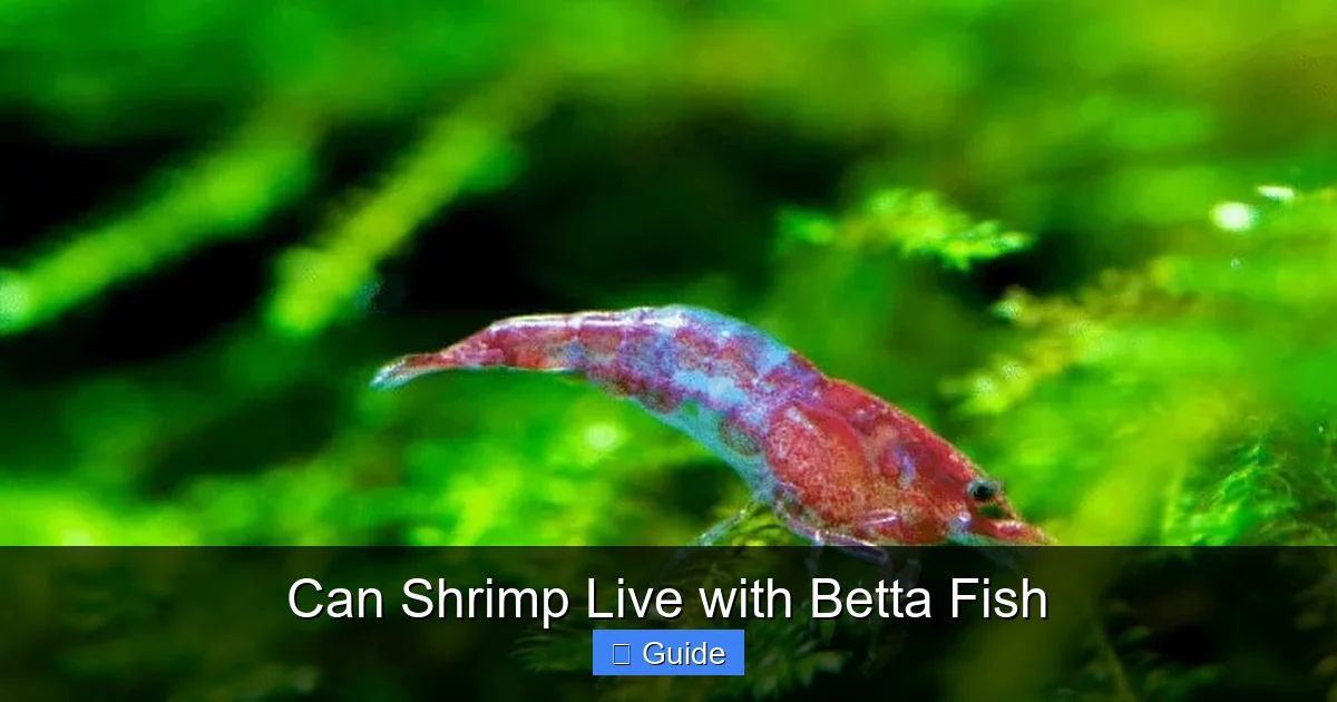 Can Shrimp Live with Betta Fish