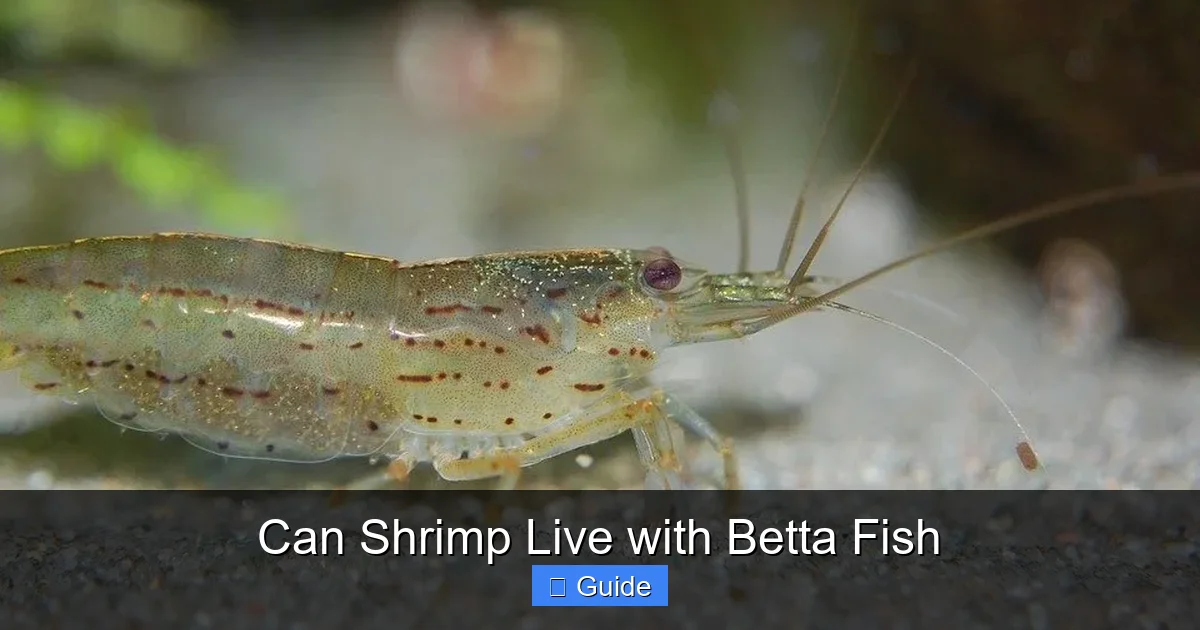 Can Shrimp Live with Betta Fish