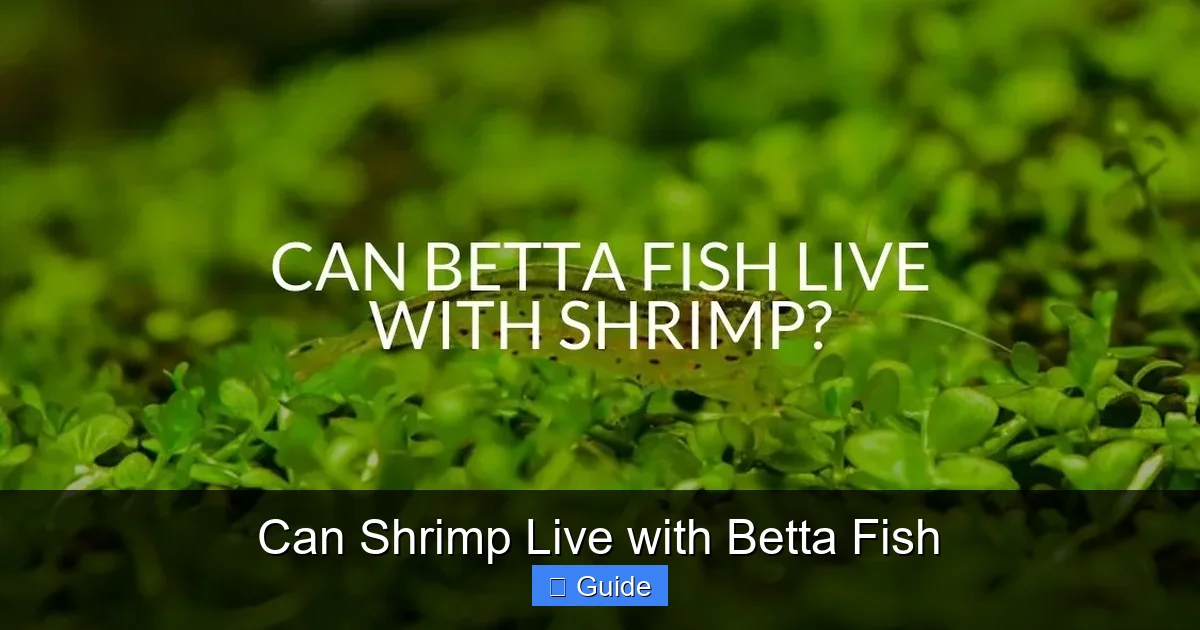 Can Shrimp Live with Betta Fish
