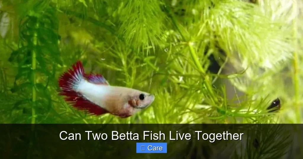 Can Two Betta Fish Live Together